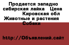 Продается западно сибирская лайка › Цена ­ 20 000 - Кировская обл. Животные и растения » Собаки   